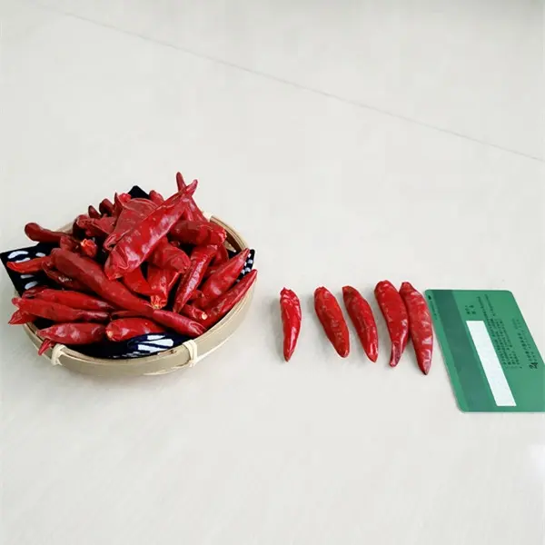 Chinese red chili Tien Tsin chile peppers or Tianjin peppers