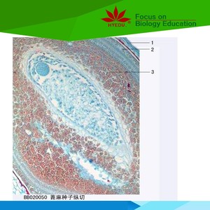 Cố định thiết lập 19 Loài Hạt Giống rõ ràng thực vật học kính hiển vi cho phòng thí nghiệm - Product Image 2