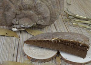 Hotsale funghi sfusi crudi essiccati bene <span class=keywords><strong>Ganoderma</strong></span> applanatum in vendita - Product Image 5