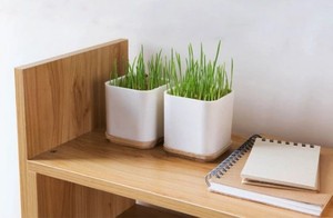 ชุดปลูกหญ้าแมวแบบออร์แกนิก,การควบคุมและแก้ไขก้อนขนตามธรรมชาติผสมดินและแมวแบบออร์แกนิก - Product Image 2