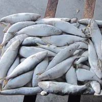 Frozen Sardines Fish for Bait, Wholesale, Low Price