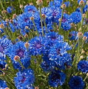 Fiori di <span class=keywords><strong>fiordaliso</strong></span> di bluebottle a bottone intero essiccato blu naturale - Product Image 5