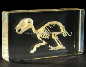 Tıbbi eğitim ekipmanları laboratuvar balık anatomi öğretim balık İskeleti modeli - Product Image 6