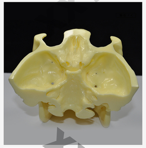 Modelo de dientes de implante de ortodoncia para demostración de la posición <span class=keywords><strong>exacta</strong></span> del implante ortopédico - Product Image 4