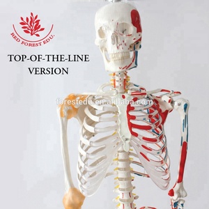 Modelo de <span class=keywords><strong>Esqueleto</strong></span> Médico de Tamaño Real con Inserciones <span class=keywords><strong>y</strong></span> Orígenes Musculares de la Columna Vertebral <span class=keywords><strong>y</strong></span> Ligamentos Flexibles, <span class=keywords><strong>Esqueleto</strong></span> Anatómico Humano - Product Image 2