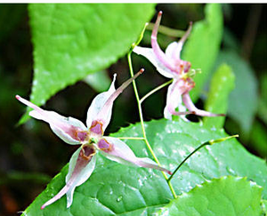 Mejorar la función sexual medicina de hierbas miel Goat Weed extracto - Product Image 4