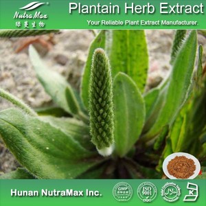 Doğal Plantago Asiatica / Asiatic muz/muz bitki özü bitki özü - Product Image 4