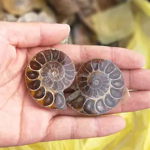 Bulk Wholesale Natural Conch Shell Polished Jade Pattern Ammonite Fossil