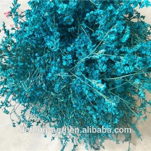 Limonium frescas y secas flor para la decoración de la casa - Product Image 5