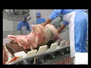 Completa linea di macellazione per pig schlachtung ausrstung schwein macchine abattoir porc - Product Image 2