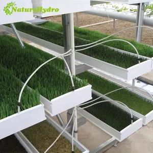 Hydroponic Fodder Tray Plastic Hydroponic Fodder Barley Green Fodder Trays For Livestock