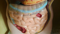 Modelo de Torso Humano de PVC de 85 cm con 19 Partes, XC-201, Económico, Órganos Internos Médicos, Modelo de Cuerpo Humano, Material Didáctico, Certificado ISO