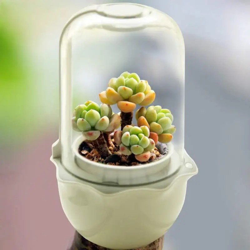 Ingemaakte vetplanten bonsai cactus mini succulent potten