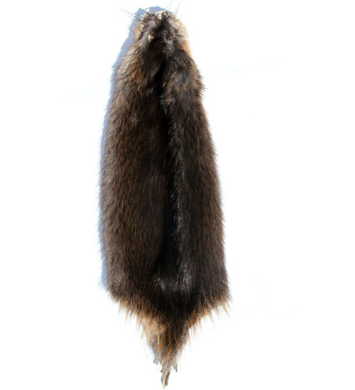 Muskrat pelt Home Décor Taxidermy & Curiosities Home & Living