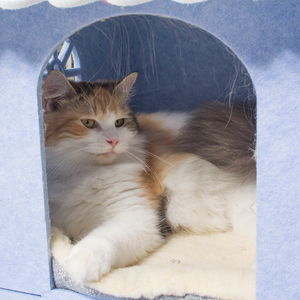 Groothandel Custom Nieuwe Ontwerp Mode Voelde Kat Bed Huis Monteren Kat Huis - Product Image 6