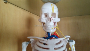 85CM Human Anatomy <strong>Skeleton</strong> with Nerves and Blood Vessels - Product Image 2