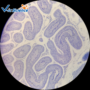 Hot Bán Thú Y mô học trượt kính hiển vi chuẩn bị Slide giáo dục mẫu vật - Product Image 4