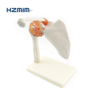 Mô Hình Bộ Xương Mô Phỏng Của Con Người, Mô Hình Khớp Vai Với Dây Chằng - Product Image 3