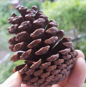 Décorations de Noël en cône de pin naturel de marque HE, <span class=keywords><strong>pas</strong></span> <span class=keywords><strong>cher</strong></span>, avec couleur personnalisée, taille 2-20 cm, MOQ 500 pièces - Product Image 3
