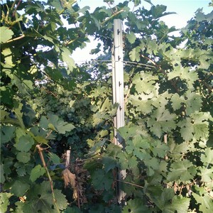 Chất lượng cao thép trang trại hàng rào bài viết nhiệt điều trị cho vườn nho và vườn giá cả cạnh tranh tại Trung Quốc - Product Image 5