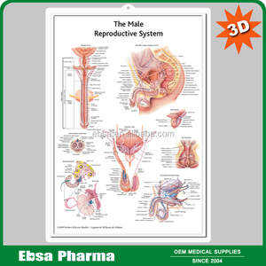 Giáo Dục Nhựa <span class=keywords><strong>3D</strong></span> Y Tế Nữ/Nam Hệ Thống Sinh Sản Giải Phẫu Biểu Đồ - Product Image 4