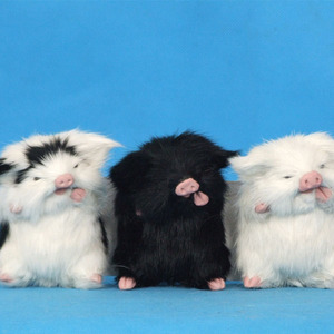 White Color small size guinea pig Pepa - Product Image 4