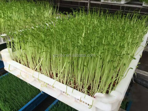 Bac à semis hydroponique pour haricots, machine hydroponique pour semis de riz, grefftes de fruits, plateau de semis - Product Image 6