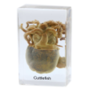 Gelsonlab HSBS-039 Akrilik Mürekkepbalığı Numune gömülü biyolojik örnekler - Product Image 1