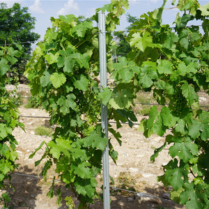 Chất lượng cao thép trang trại hàng rào bài viết nhiệt điều trị cho vườn nho và vườn giá cả cạnh tranh tại Trung Quốc - Product Image 2
