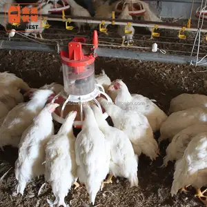 黄金家禽饲养鸡饲养机鸡蛋家禽养殖场设备自动
