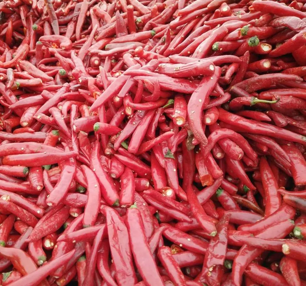 סין מקור 2021 יבול אדום צ 'ילי להדביק תופי פלדה ממפעל