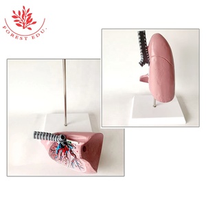 Modèle anatomique <span class=keywords><strong>de</strong></span> poumon humain Taille réelle <span class=keywords><strong>La</strong></span> coupure normale du poumon droit montre les bronches, les artères, les veines et deux ganglions lymphatiques - Product Image 6