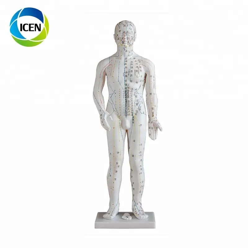 IN-501 Chinese Acupuncture Science 70CM等身大ツボモデル耳手脚ヘッド鍼モデル