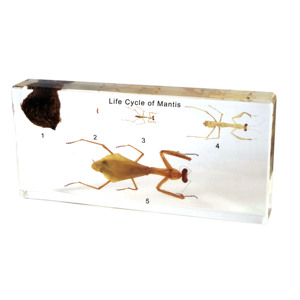 Gelsonlab HSBS-069 아크릴 수명주기 사마귀 표본 임베디드 생물 표본 - Product Image 1