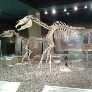 Scienza mostra a grandezza naturale del cavallo modello di scheletro per la vendita - Product Image 5