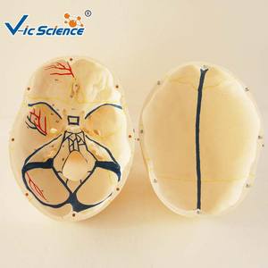 चिकित्सा संरचनात्मक खोपड़ी मॉडल के साथ चिकित्सकीय रूट तंत्रिका Mandibular ऊतक - Product Image 3