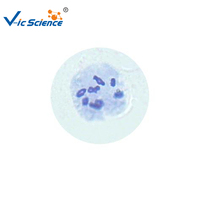 Microscope Prepared Slides Plant and Animal Cell in Different Stage of Meiotic Cell Division Slides
