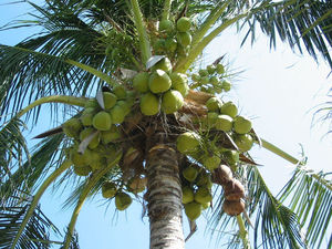 पूर्ण नारियल दूध उत्पादन लाइन/प्रसंस्करण संयंत्र - Product Image 6