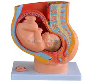 Modelli Anatomici <span class=keywords><strong>del</strong></span> Pelvi Femminile Umano (4 Parti) per l'Educazione Medica, Certificati CE/ISO - Product Image 2