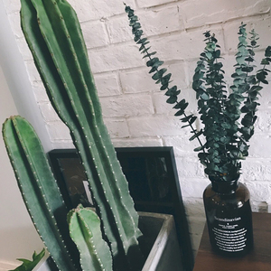 คุณภาพสูงแห้งใบ <span class=keywords><strong>eucalyptus</strong></span> ที่เก็บรักษาไว้สำหรับตกแต่ง - Product Image 4