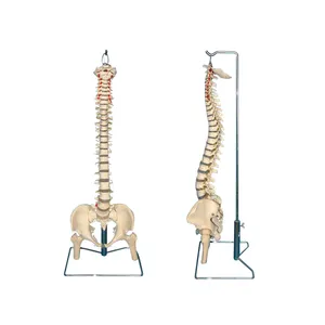 科学为脊柱解剖模型提供股骨头