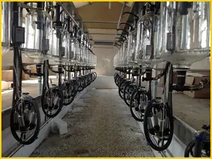 glass jar herringbone milk processing parlor for cow