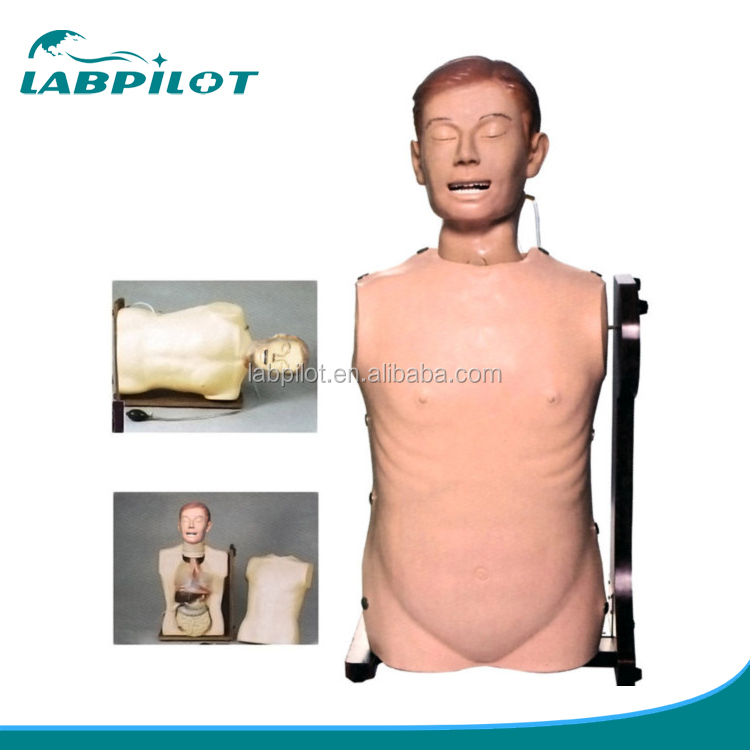 Skeleton Model Nasogastric Tube And Trachea Nursing Model Half Body Manikin Teaching Models Naso Gastric Tube Feeding Training Simulator For Nurse And Students