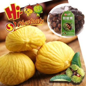 New Crop Fresh <strong>Chestnuts</strong>--Dandong <strong>Chestnuts</strong> in Big Size - Product Image 4
