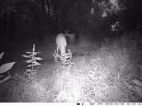 Australian Edition Stocked Modèle SW4.3G IP66 Étanche GPS Localisation Eyeleaf 4G Wildlife Trail Chasse Scoutisme Caméra