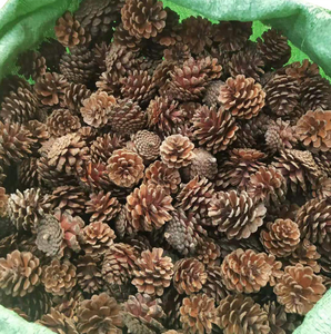 Décorations de Noël en cône de pin naturel de marque HE, <span class=keywords><strong>pas</strong></span> <span class=keywords><strong>cher</strong></span>, avec couleur personnalisée, taille 2-20 cm, MOQ 500 pièces - Product Image 4