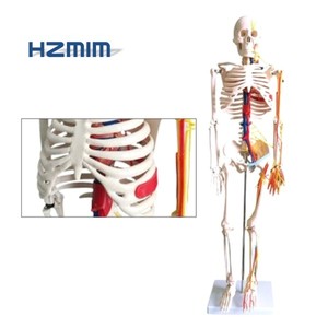 Modelo de <span class=keywords><strong>Esqueleto</strong></span> Anatómico Humano de 85cm/170cm/180cm con Ligamentos, Modelo de <span class=keywords><strong>Esqueleto</strong></span> Humano a Tamaño Real, <span class=keywords><strong>Esqueleto</strong></span> de Plástico - Product Image 3