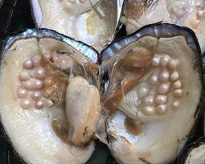 Ostriche Akoya con Perle d'Acqua Dolce Rotonde - Product Image 5