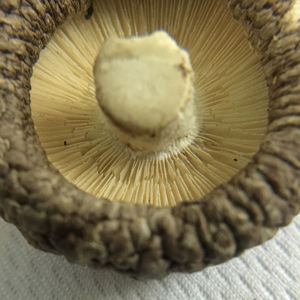 Detan cogumelos secos preço - Product Image 5