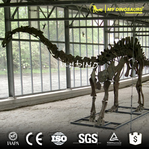 V-modelo de esqueleto de dinosaurio de calidad de museo, tamaño Real - Product Image 6